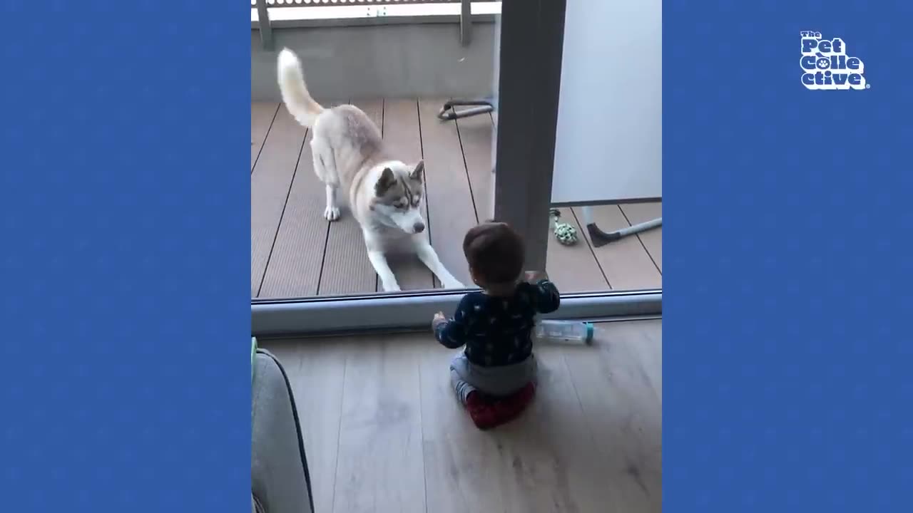 Cute baby play with pet