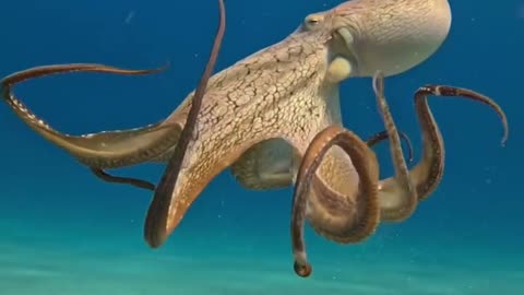 "The Untold Secrets of the Octopus!