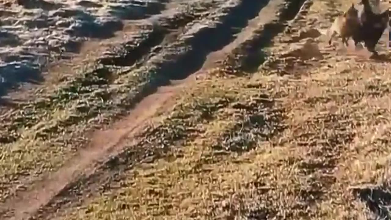 The Fastest Eagle in the World 🦅