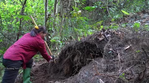 In the forest, harvested giant potatoes.