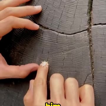 This Tree Lived Longer Than Some Civilizations!