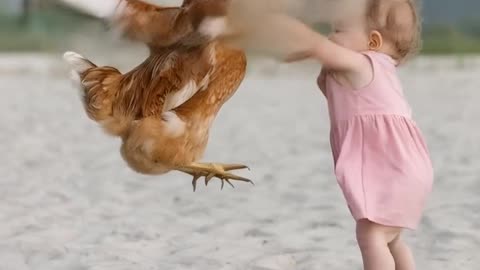 Baby fighting with chicken