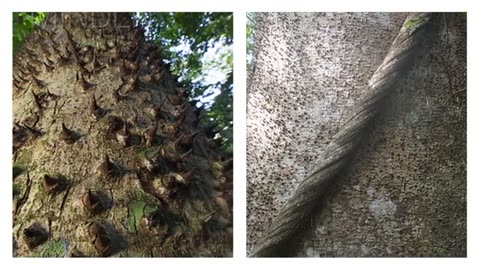 20 Arbres les Plus Inhabituels du Monde