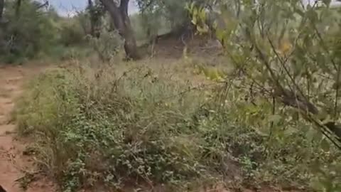 Rhino Surprise: Walking Right Into One! #wildlife #africa #safari