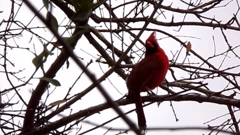 Cardinal Singing 1