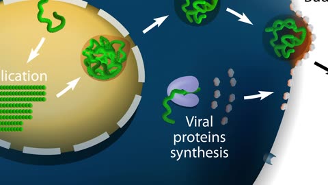 King of the Viruses What Flu Does to the Body