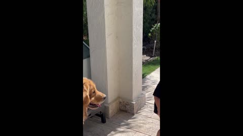 Golden Retriever Plays With Toddler