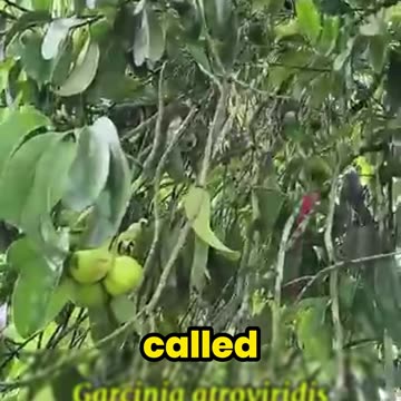 This Sour Fruit is a Hidden Gem with LEGENDARY Benefits!