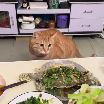 Cat’s funny video 😂