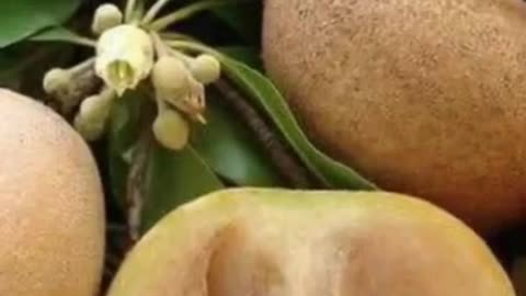 Two benefits of eating Sapodilla