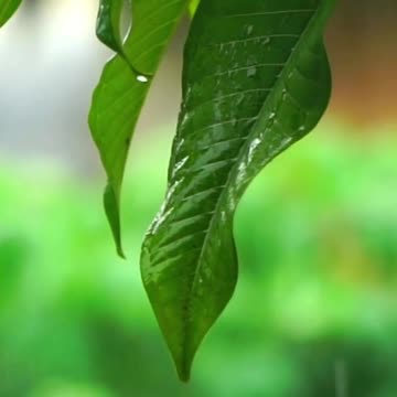 Relaxing Piano Music & Soft Rain Sounds ♪ Your Relaxing Music