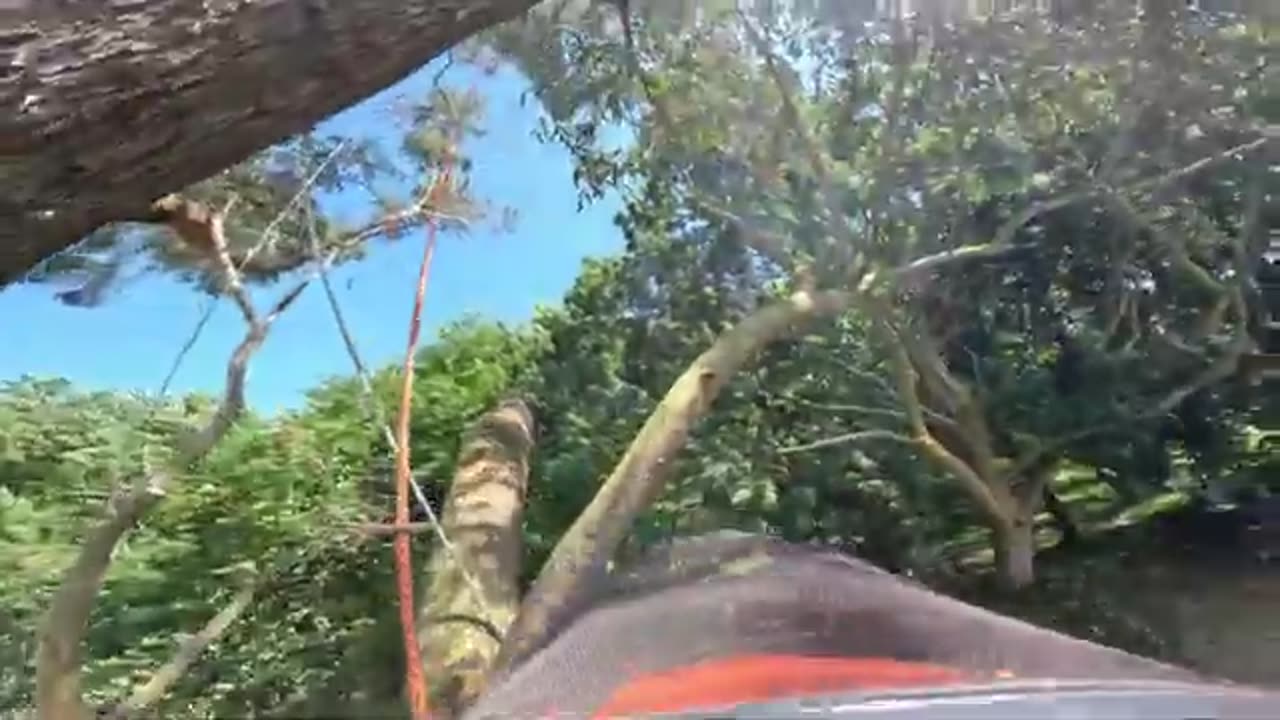 Doing Treework for 'Australia's Most wanted'