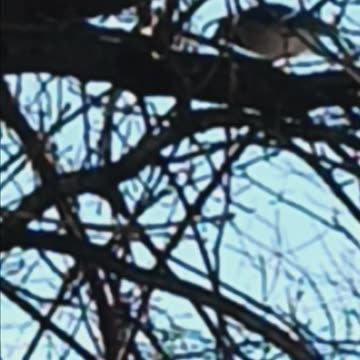Blue Jay's in the backyard.