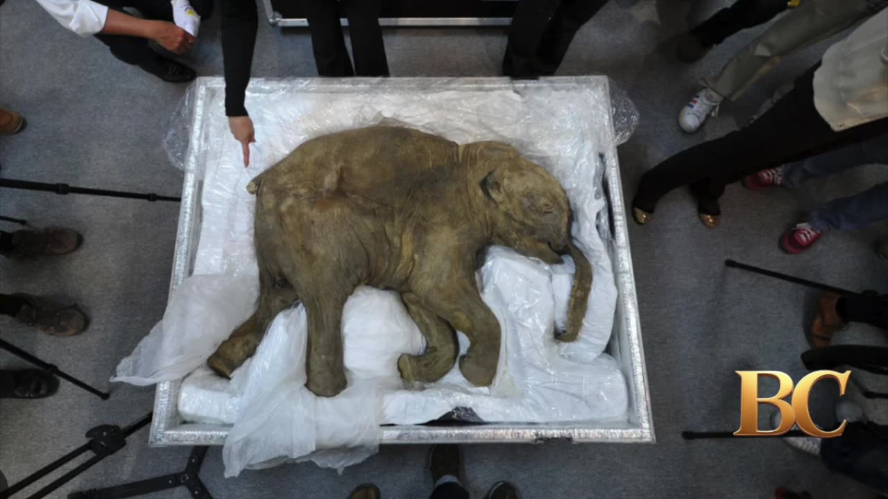 Scientists trying to bring woolly mammoth back to life