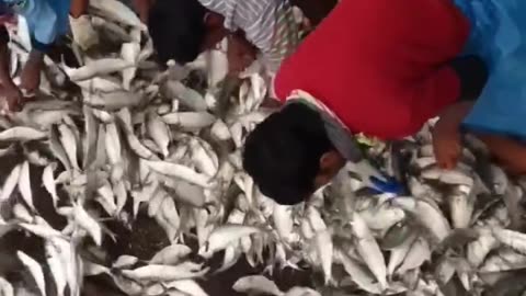 A flock of hilsa fish fell into the net