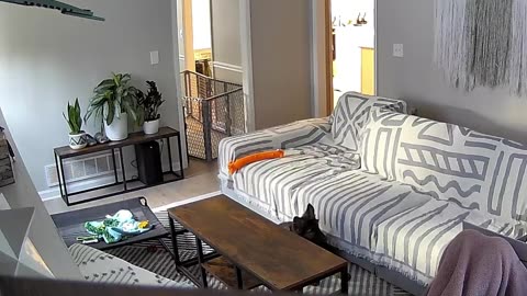 Puppy Rolls Off Couch