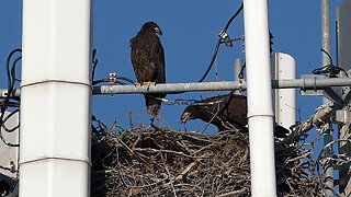 Eaglets' First Explorations!