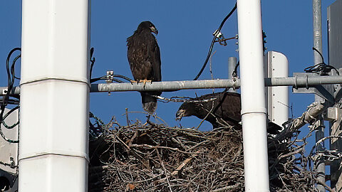 Eaglets' First Explorations!