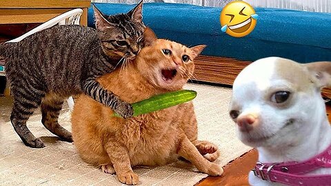 funniest cats and dogs 🐶🐱| funny animal video 2025