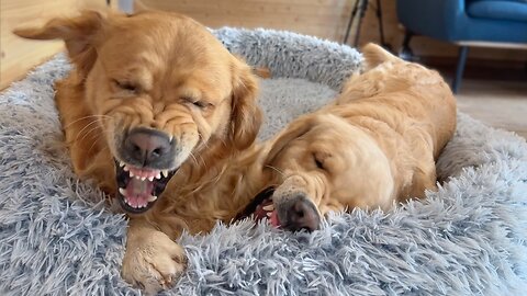 Golden Retriever Dad Faces the Consequences of Spoiling His Son