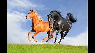 Free Spirits; The Heart Of Horses- With Ellen Khon
