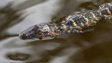Baby Gator Takes a Swim