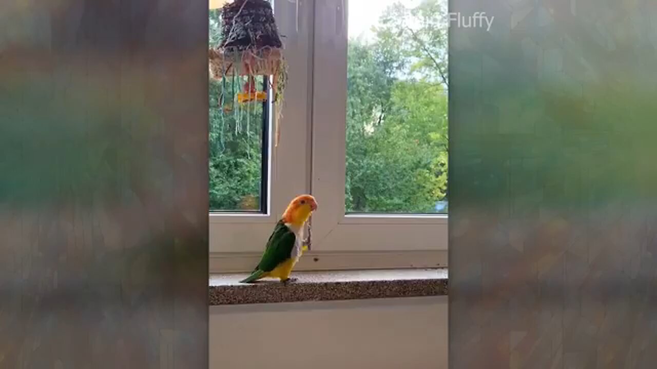 cute n funny animal
