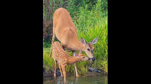 Life’s Journey: Baby Animals Turning Into Adults