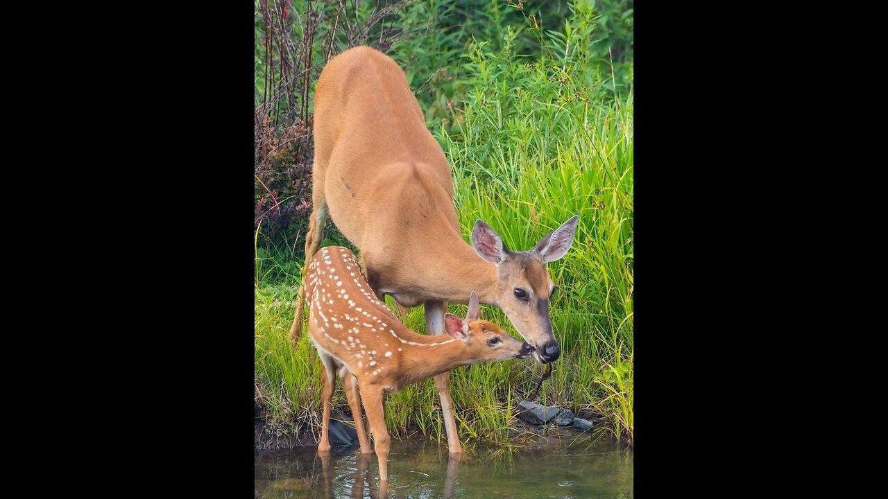 Life’s Journey: Baby Animals Turning Into Adults