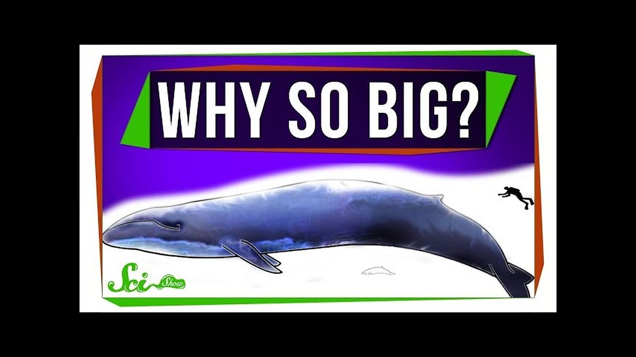 Why Are Marine Mammals So Big?