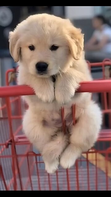 Husky chases dirt throwing by other digging husky