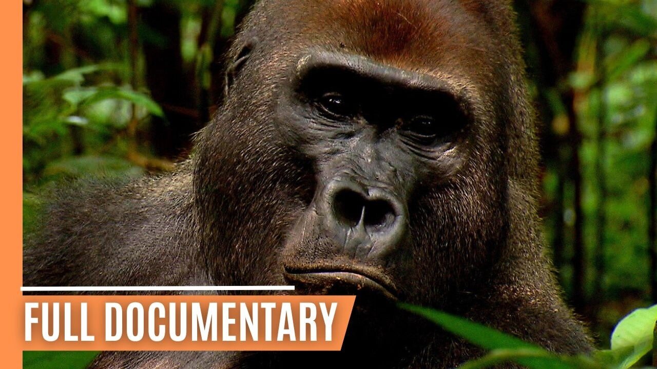 Going Ape - The Fascinating World of Primates _ Full Documentary