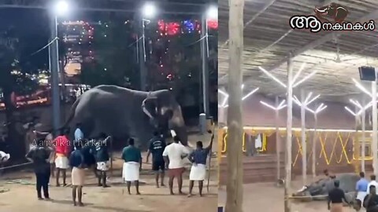 ഉത്സവത്തിനിടയിൽ ആനകൾ ഇടഞ്ഞപ്പോൾ _ Elephanat becomes violent during temple festival in kerala