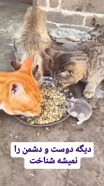 I can believe that cats and rat is friends