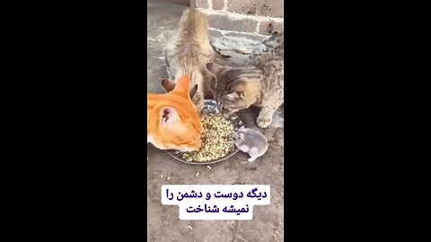 I can believe that cats and rat is friends
