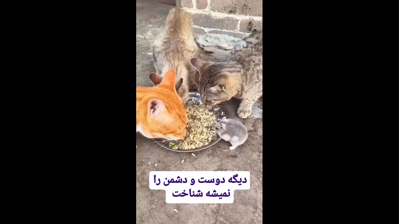 I can believe that cats and rat is friends