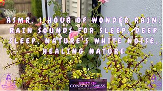 ASMR, 1 Hour of Wonder Rain, Rain Sounds for Sleep, Deep Sleep, Nature's White Noise, Healing Nature