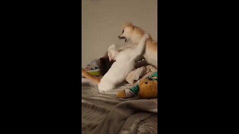 funny dog and cat