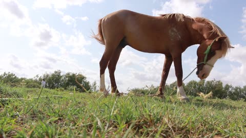 Chestnut Somali Pony in Somalia