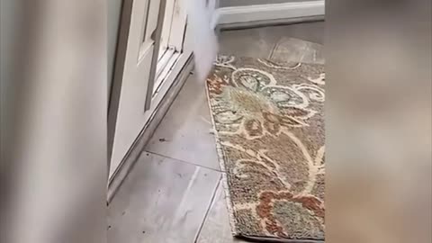 Dog cyut video fanny