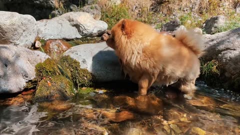 beautiful dog