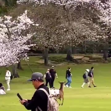 A deer prancing. LMAO I've only seen this in cartoons -- no idea it was real.