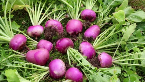 TURNIPS?