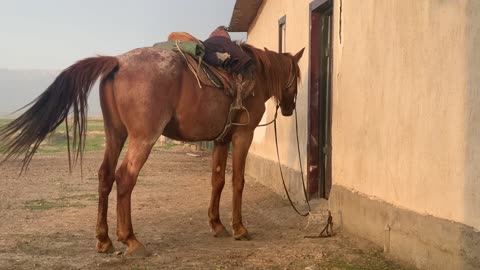 Appaloosa Adaev Horse in Kazakhstan