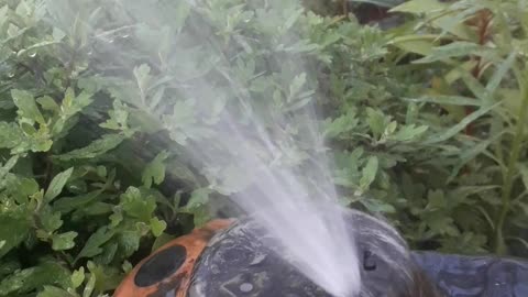 Watering the garden in summer