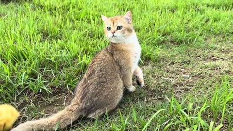Cat Takes Baby Duck on an Outdoor Adventure | Funny and Cute Animals