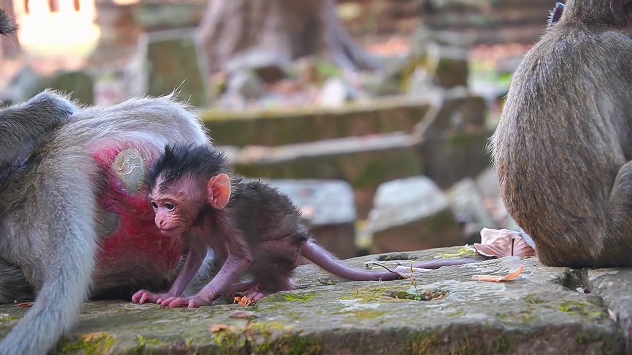 Baby Mokey BABETTE Was Weaning