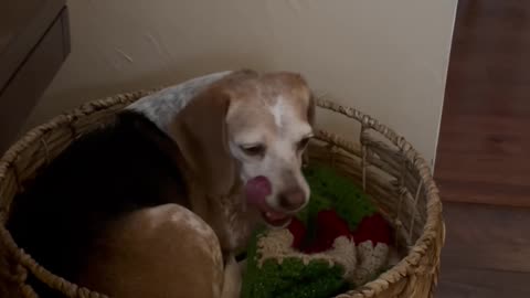 Blanket Basket Becomes Dog Beg