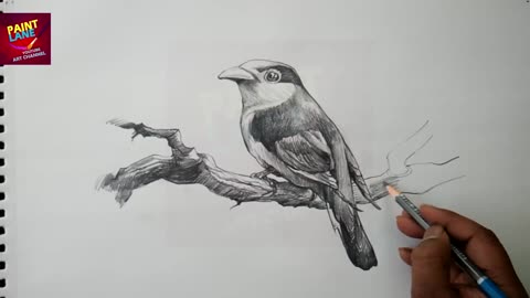 How To Draw A Bird With Pencil _ Drawing _ Shading