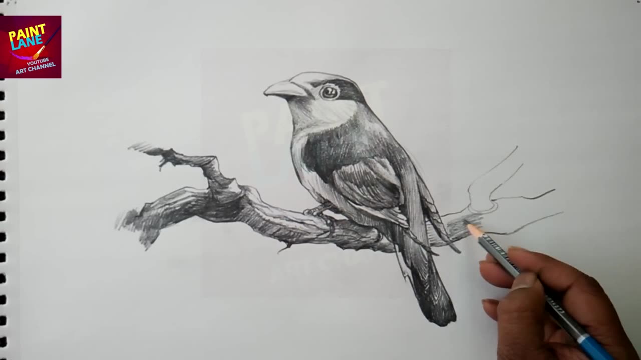 How To Draw A Bird With Pencil _ Drawing _ Shading